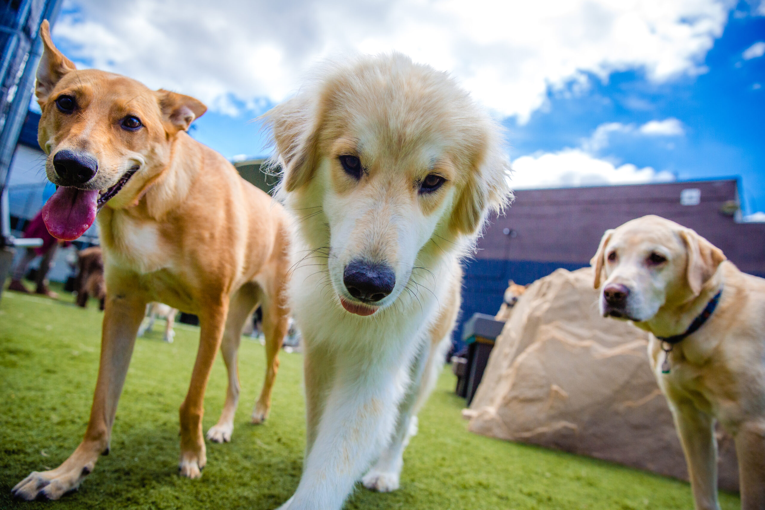 3 dogs walking 3 dogs walking