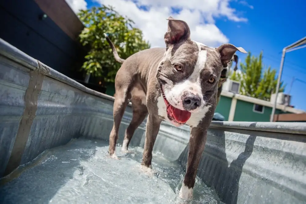 Dog-grooming-image-1 dog grooming portland