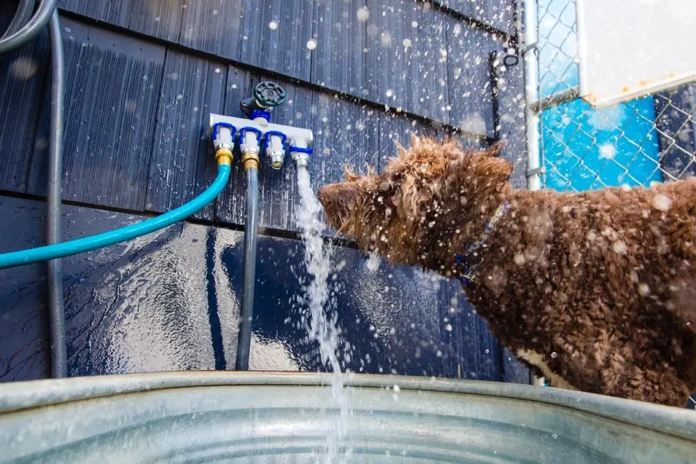 Dog-grooming-image-2 dog grooming portland