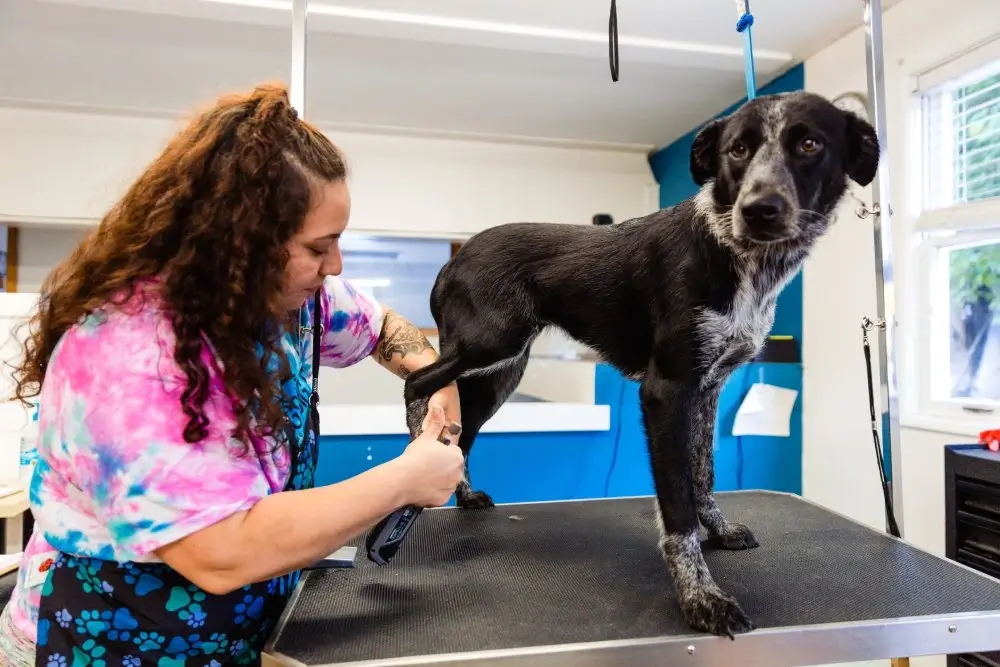 Dog-grooming-image-6 dog grooming portland